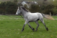 Blue on the lunge