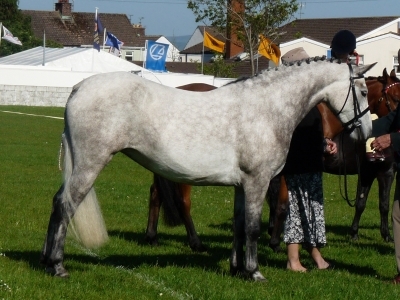 Vanessa at Ballymoney Show 2012