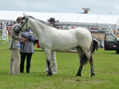 Poppy - Omagh Show 2010