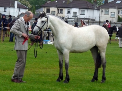 Poppy - Ballymena Show 2011