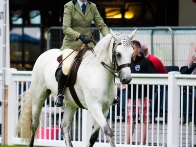 Poppy - Dublin Horse Show 2013 (Photo by Keith Jack)