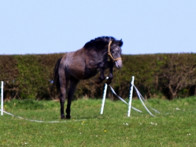 Cora playing in the field
