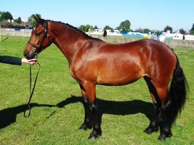 Petra at Ballymoney Show 2012